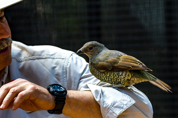 Satin Bowerbird (F)
