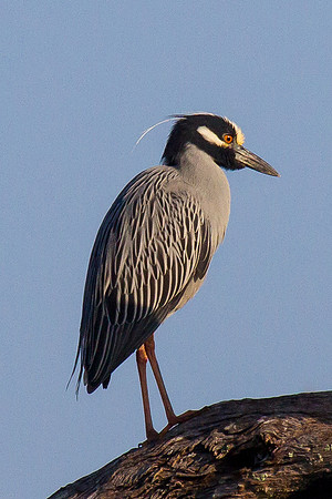 Yellow Crowned Night Heron