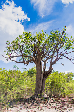 Hardy Tree