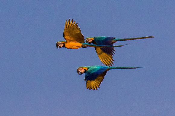 Blue and Yellow Macaws