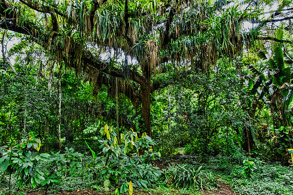 Tree of Life, Adventure Farm and Nature Reserve, Tobago