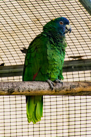 Jacko Parrot