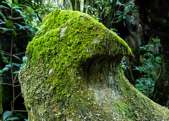 Hawk's Beak, Kawiti Caves, NZ