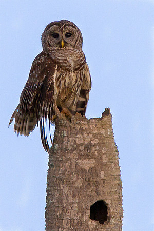 Barred Owl