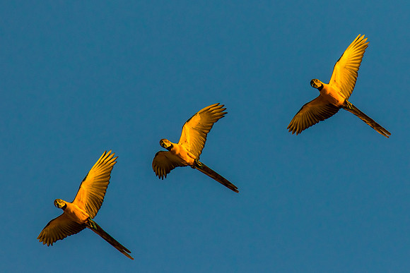 Golden Flight of Three