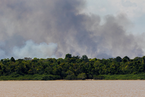 Burning the Rainforest