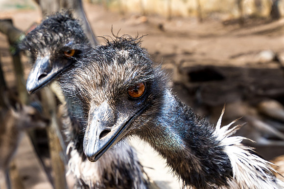 Hungry Emus