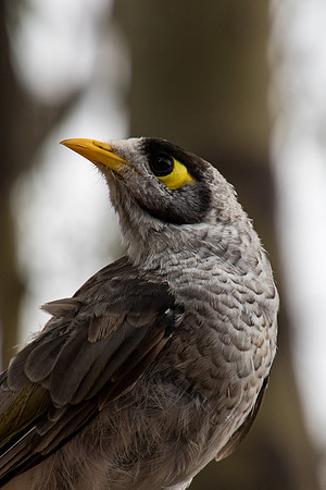 Noisy Miner