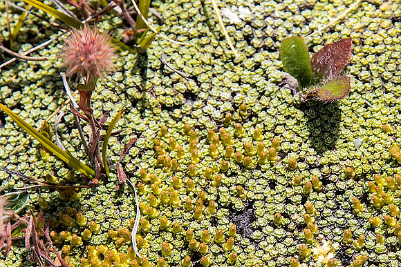 Lichens II, Canterbury, NZ