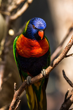 Rainbow Lorikeet