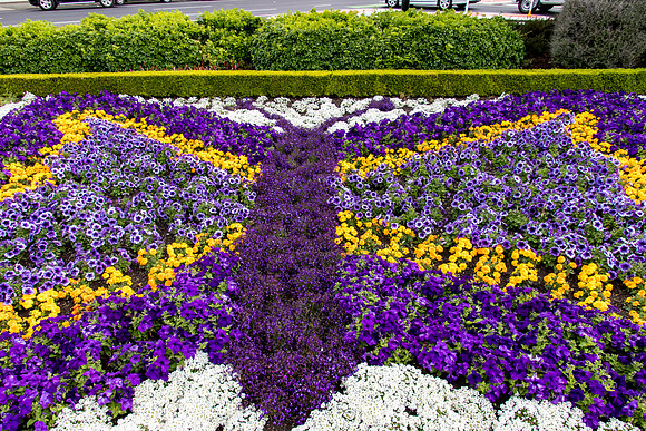 Dunedin Flowers