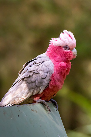 Australian Gulah