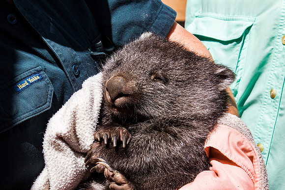Bonorong Wombat