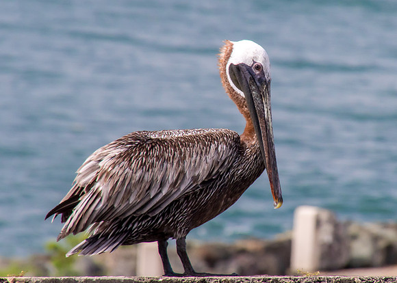 Brown Pelican, Old San Juan