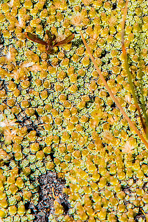 Lichens I, Canterbury, NZ