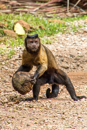 Cracking Coconuts