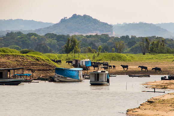 Ranching on the Amazon