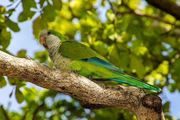 Monk Parakeet, Old San Juan
