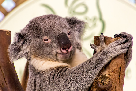 Welcome to Australia, Mate!