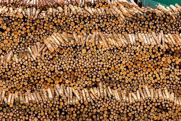 Export Timber