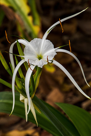 Sydney Botanical Garden 1