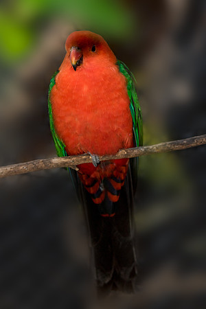 King Parrot