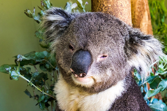 Welcome to Bonorong Sanctuary