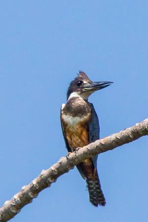Amazon Kingfisher