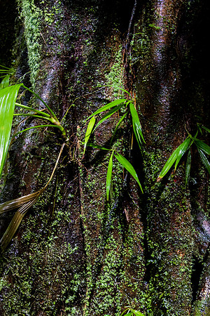Rain Forest Nursery