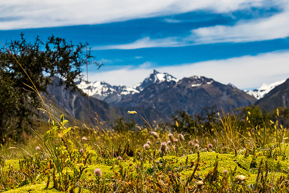 Mt. D'Archiac III, NZ