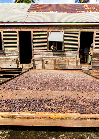 Drying Cocoa