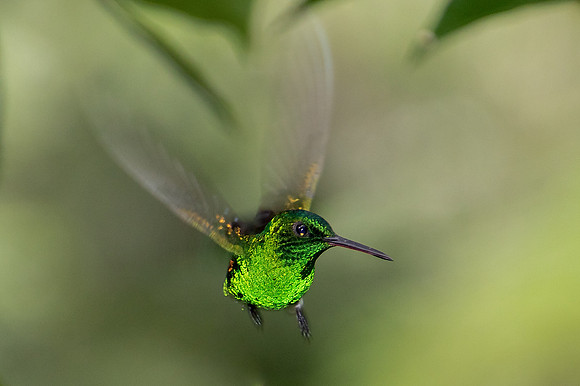 Green-throated Carib in Flight, Tobago