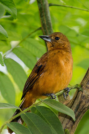 Female White-lined Tanager, Tobago