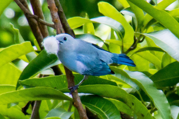Blue-grey Tanager
