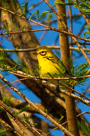 Prairie Warbler