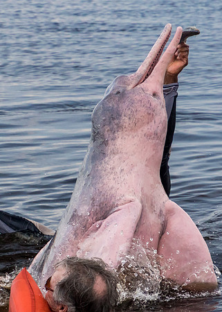 The Pink Color is Caused by Capillaries in the Skin