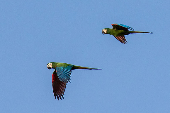 Chestnut-fronted Macaw