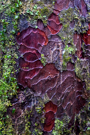 Kauri Bark I, NZ