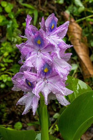 Flower of Annandale
