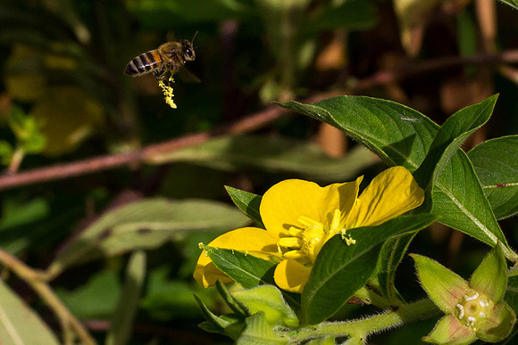 Coming in for a Landing