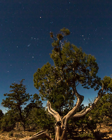 Pinion Pine by Starlight
