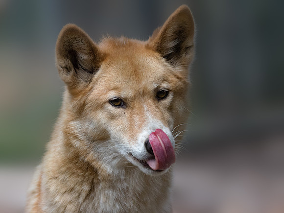 Australian Dingo