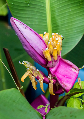 Banana Blooms, Tobago