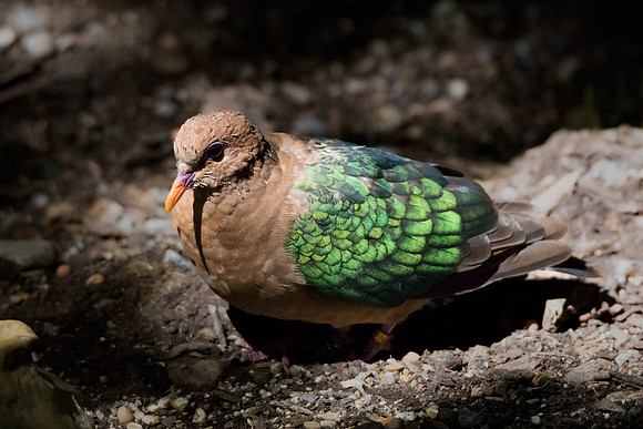 Green-winged Dove
