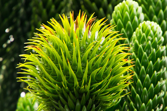Sydney Botanical Garden 2