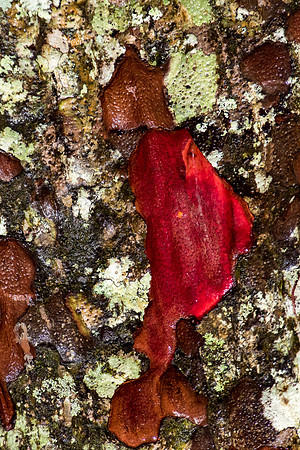 Kauri Bark II, NZ
