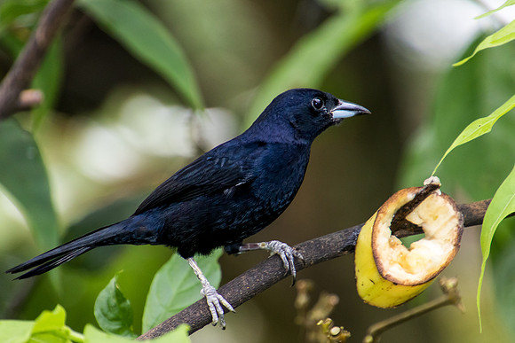 Male White-lined Tanager, Tobago