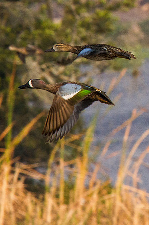Blue-winged Teals