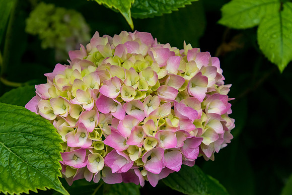 Hydrangea, Cluny
