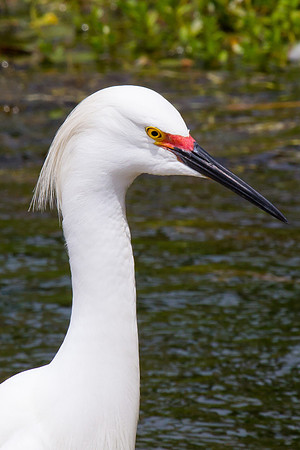 Snowy Egret w/ high mating plumage